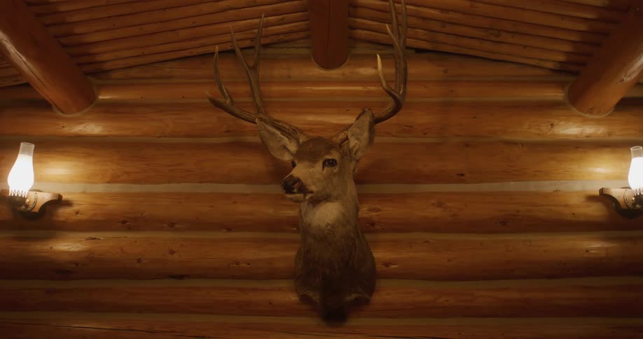 Head of a deer with antlers displayed on a wooden wall