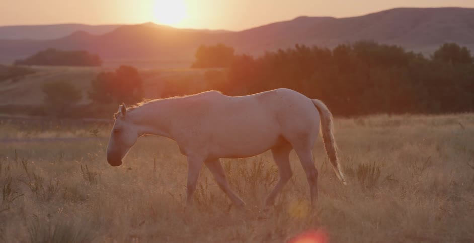A beautiful white horse walks and grazes in a golden field of tall grass backlit by the warm glow of a scenic sunset over distant hills