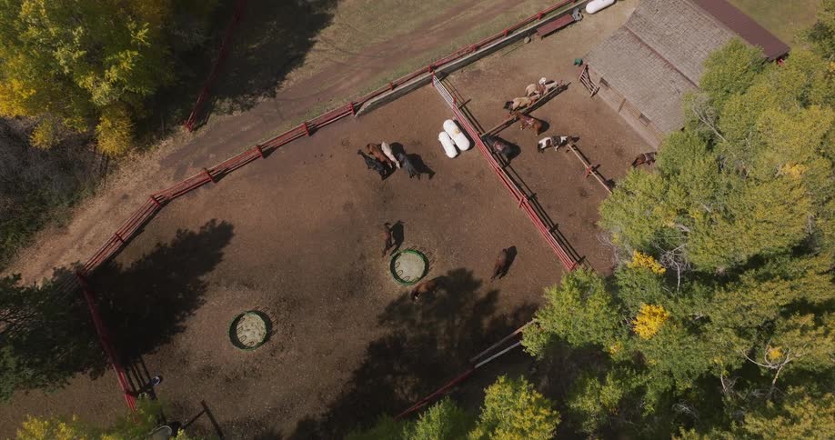 Aerial view of horses on a farm