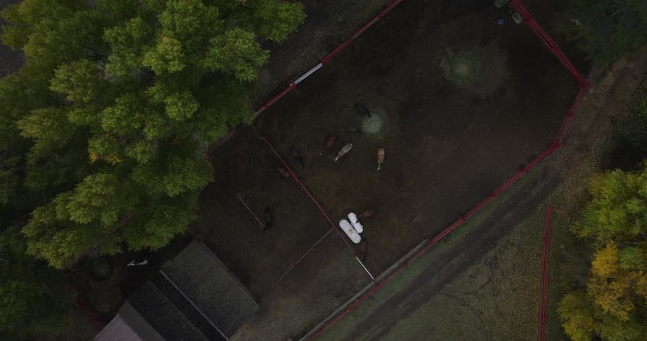 Aerial of horses moving around in a paddock outdoors during daytime