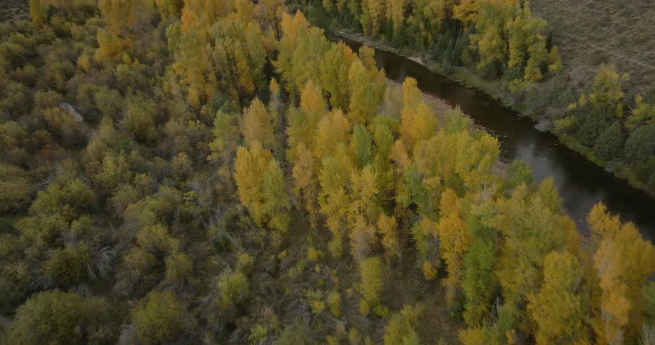 Aerial view of a forested valley with yellowgreen trees and dry hills