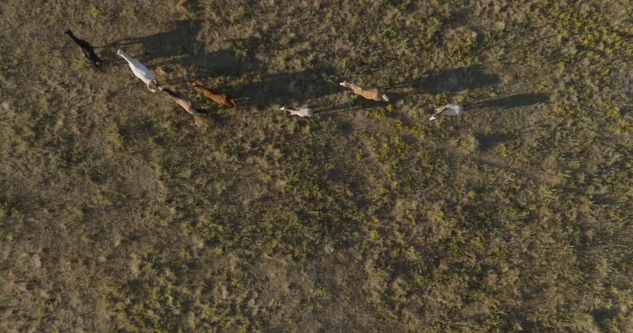 A series of horses run across the grassland seen from an aerial view