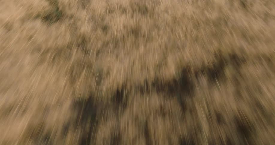 A field of beige grass on a soil with black soil