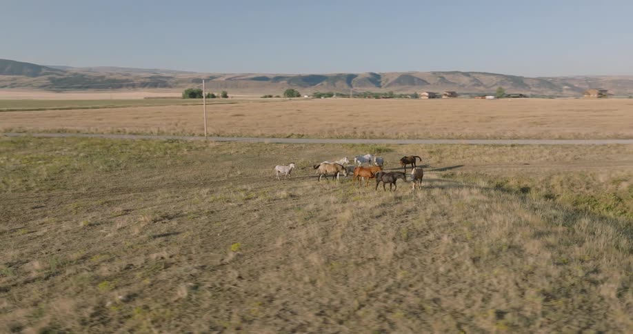 Horses are grazing on the grass on the field