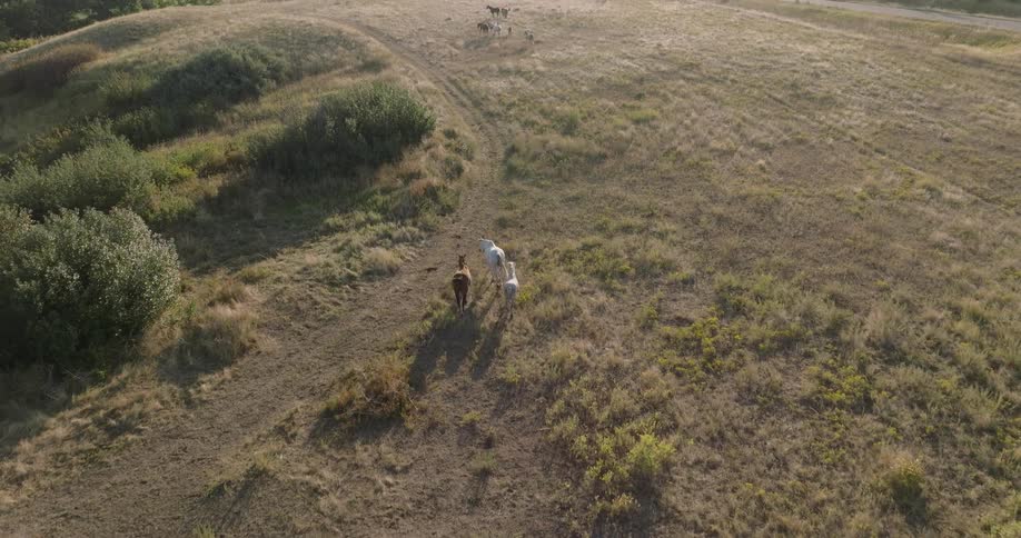 Aerial view of horses walking through an open grassy field