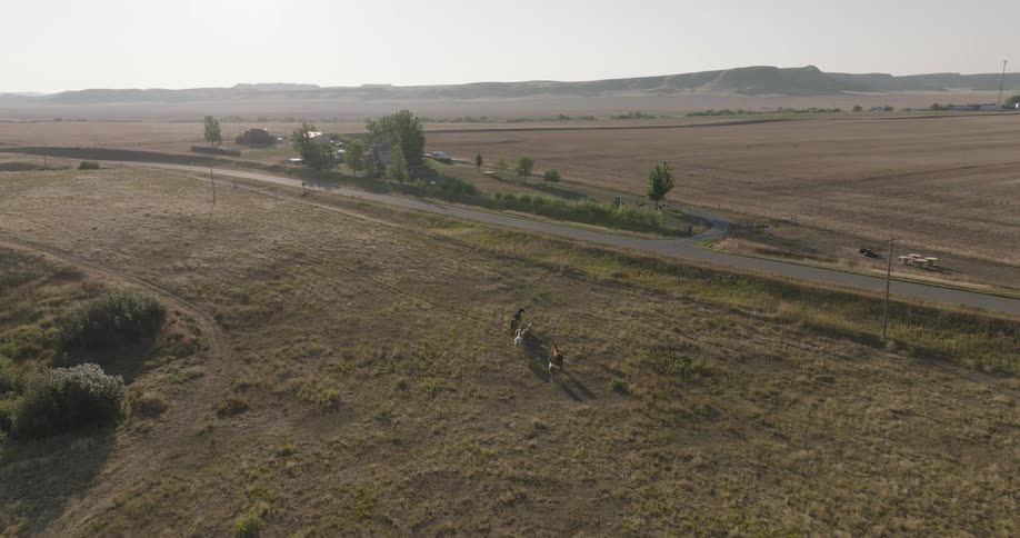 A highangle view shows a herd of horses galloping across a large dry pasture next to sprawling farm fields