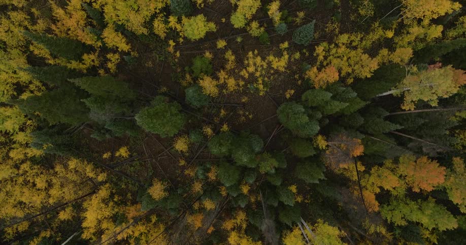An overhead aerial shot captures a dense forest displaying a vibrant mix of golden yellow and deep green autumn foliage