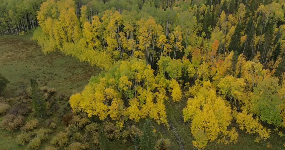 Aerial of a woodland area during daytime