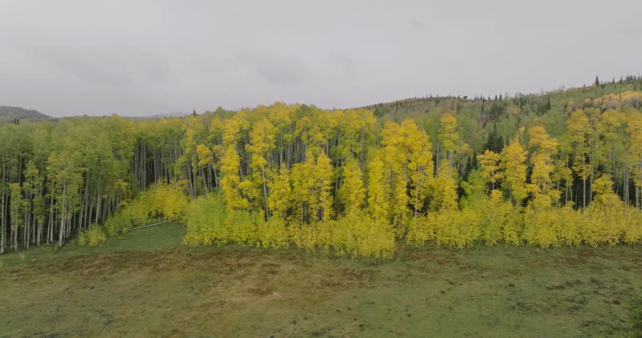 Aerial view of a forest with yellow autumn foliage under a grey sky