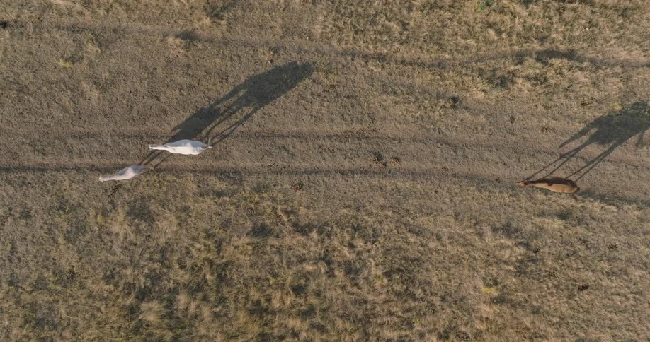 A topdown aerial shot follows two white horses and one brown horse as they walk along a dirt path through a dry grassy field
