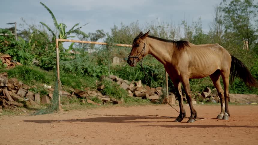 The horse sands on the dirt wagging its tail