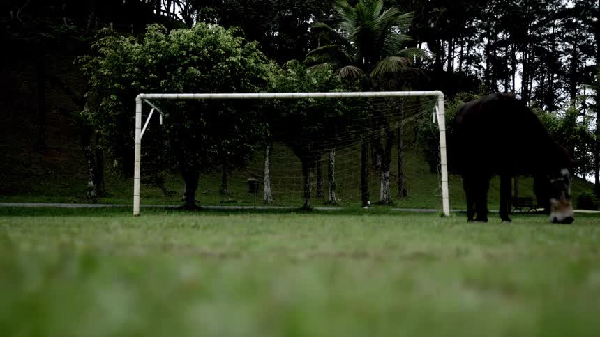 A horse grazes on a football grass field with a goalpost behind it and trees in the background around midday
