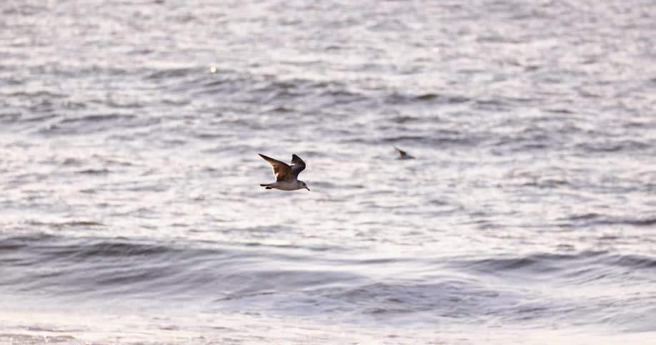 Two birds of different sizes flying above the sea