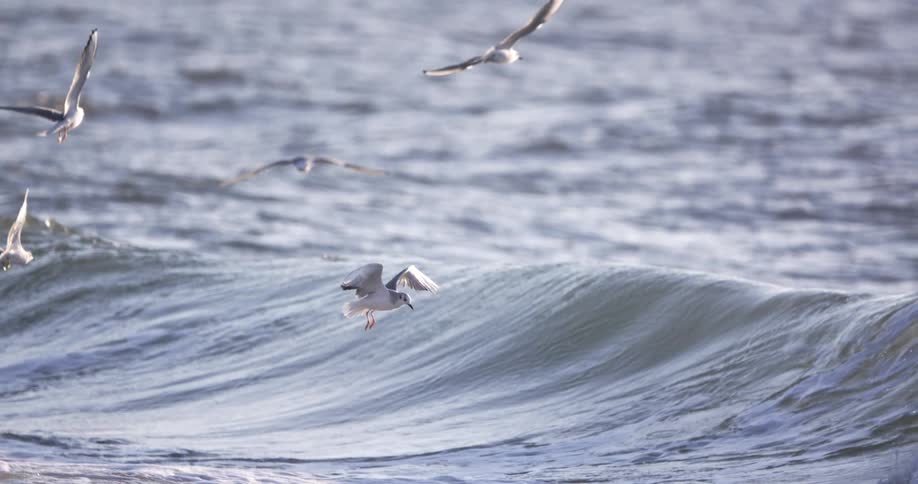 A flock of birds fly low to the water