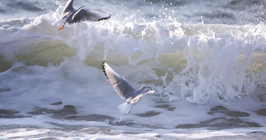 Two seagulls take off into the air as a wave crashes down near them