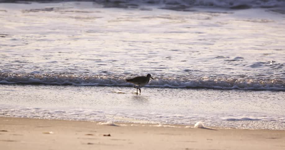 The bird is walking on the sand of the beach