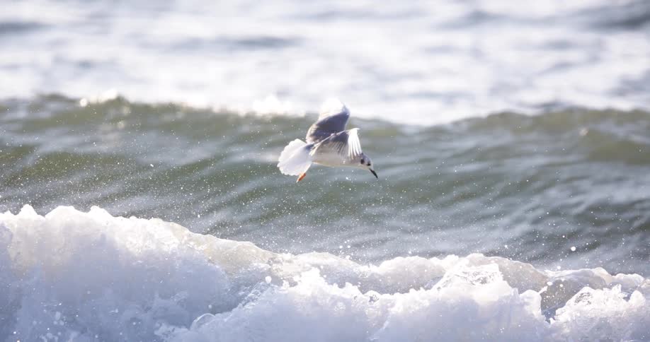 In slow motion a seagull hovers over a crashing ocean wave before diving headfirst into the churning white water