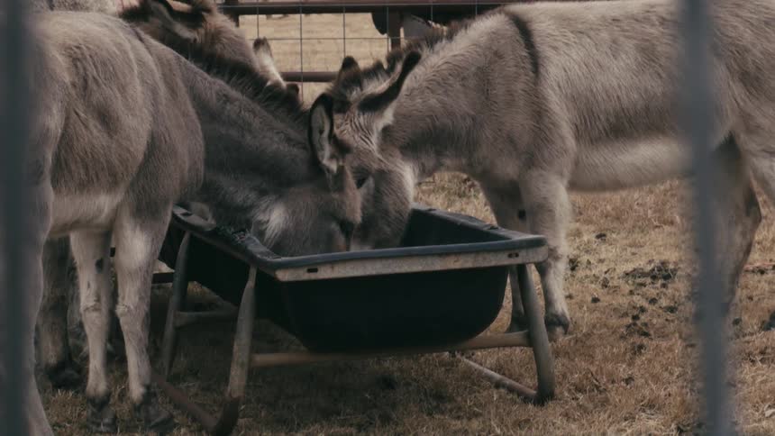 Group of donkeys in a fence feeding on the farm