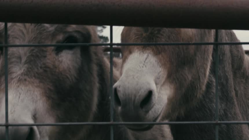 One donkey in a barn and two donkeys standing behind a wire fence