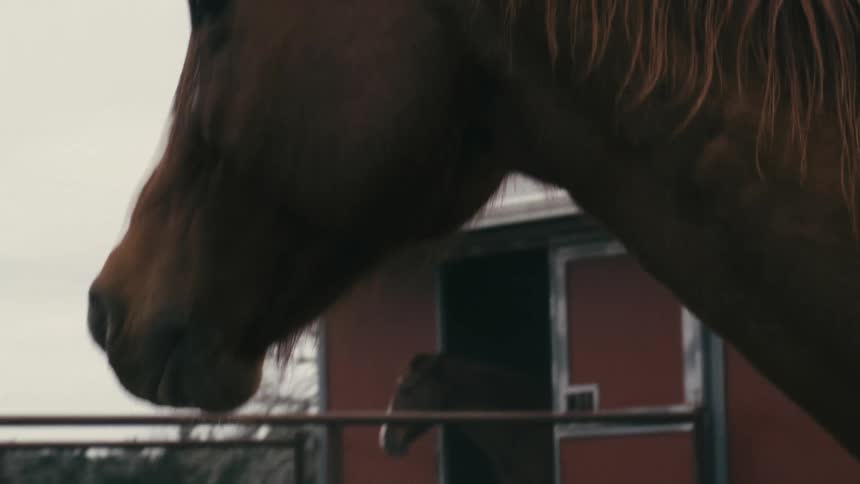 Horses with predominantly brown coats on a farm