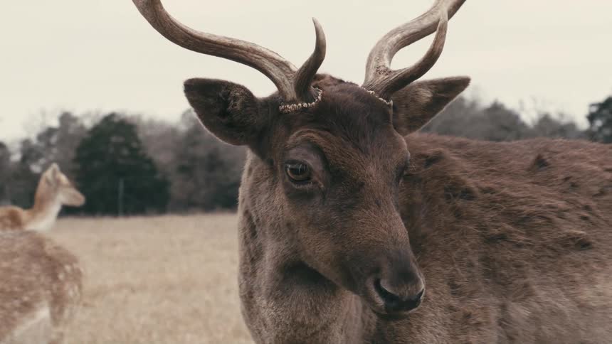 Male deer with antlers stands in field with other deer