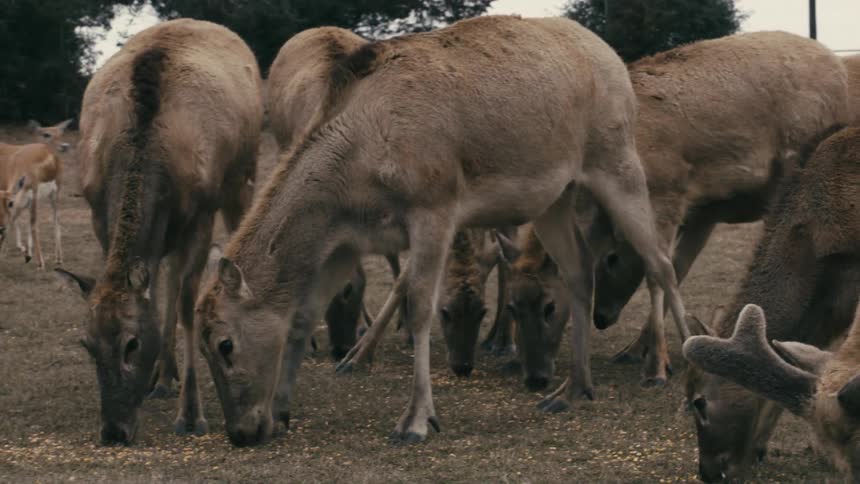 A herd of deer is feeding on grass in a field