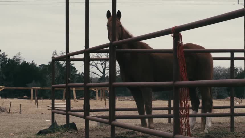 A brown horse stands in a fenced pen on a dry field under a cloudy sky