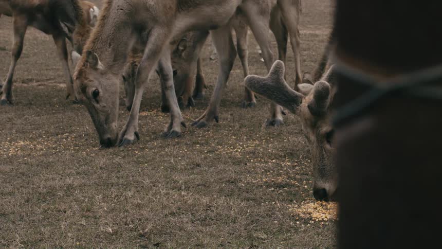 A group of deer with antlers graze on dry grass feeding on scattered corn