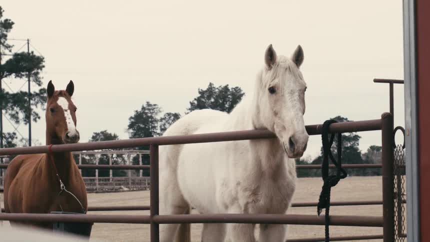 Group of horses standing and moving around in a paddock outdoors during daytime