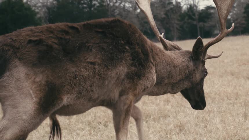 Deer with large antlers walking in an area of dry grass