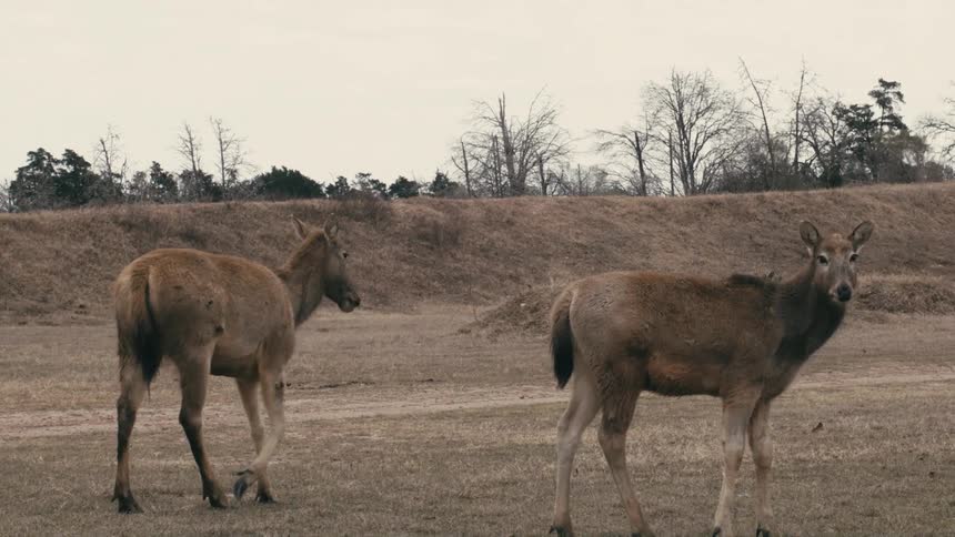 The deer walk on the field