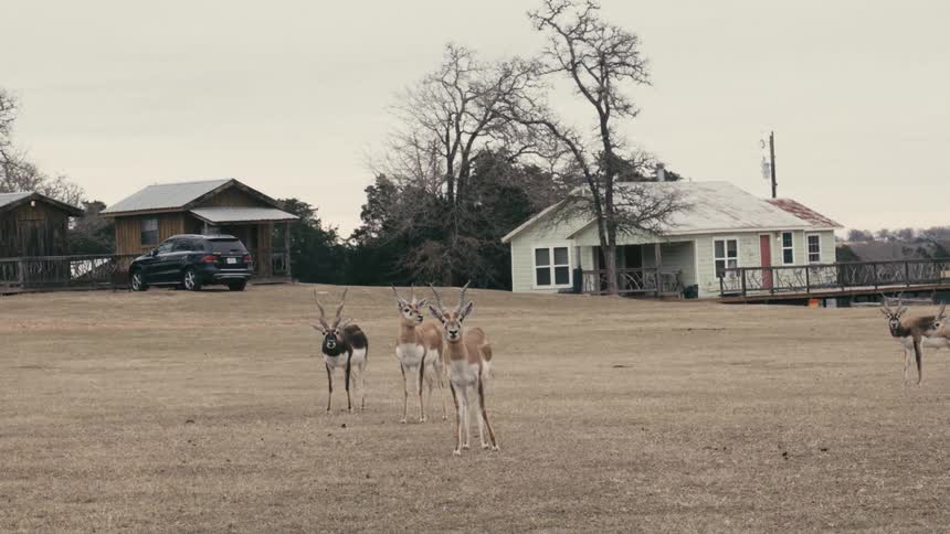 Antelopes are standing on the field by the home