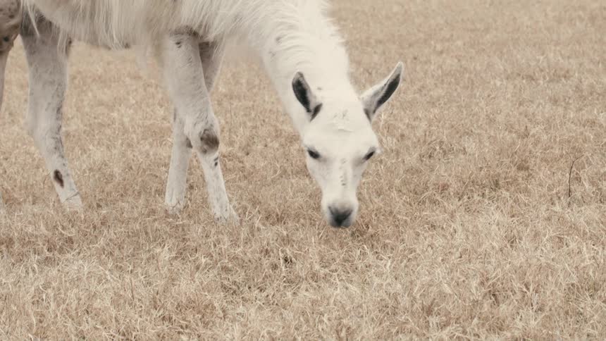 A white llama grazes on dry grass in an open field