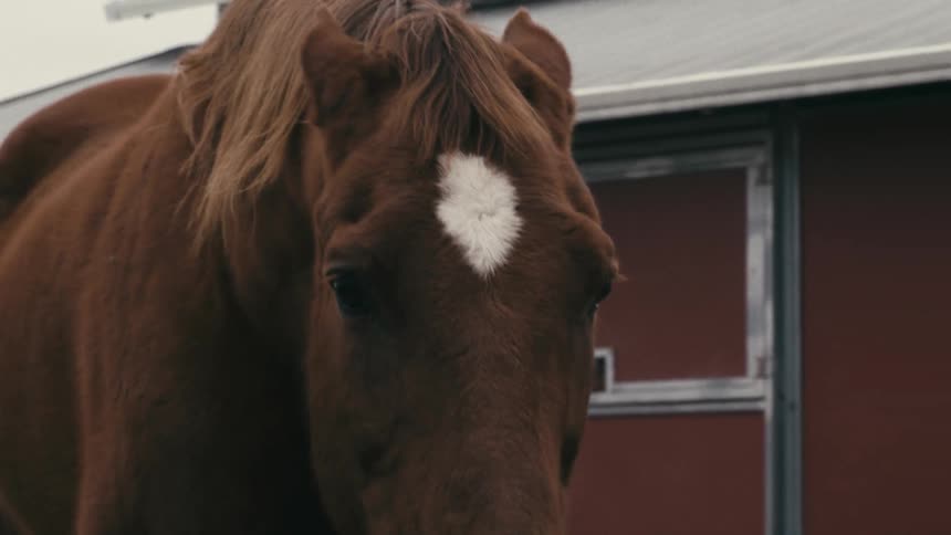 Several horses roam outside a barn