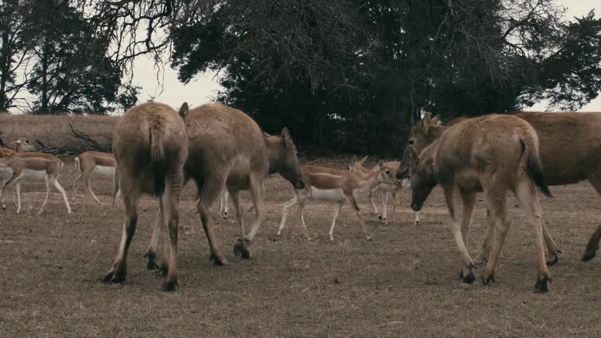 Several deer graze and move calmly across a dry grassland near trees