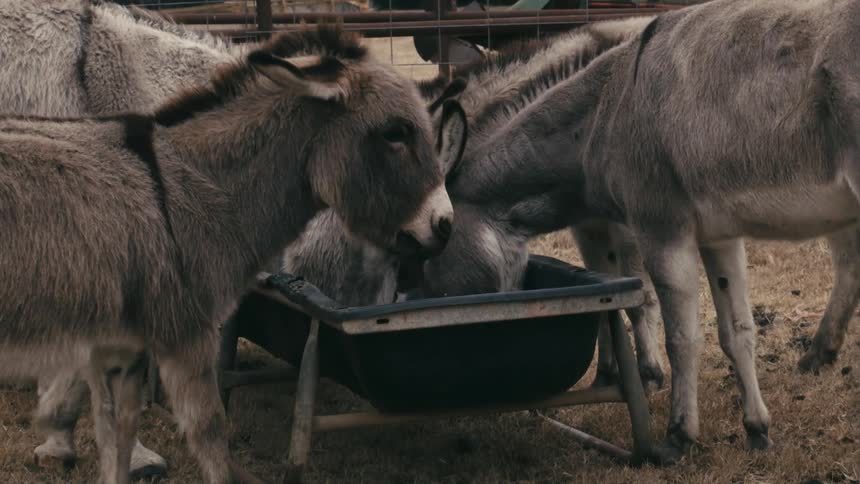 Donkeys on a farm eating