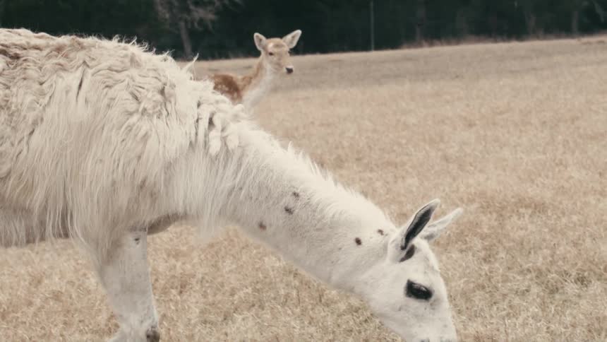 A llama stands in a dry field with a deer visible in the background