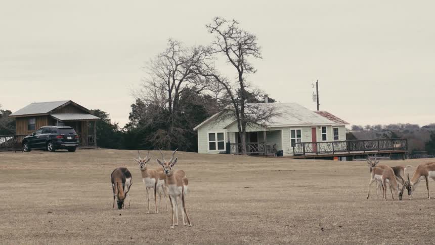 Antelopes stand alert on a dry grassy field near small rural houses and trees