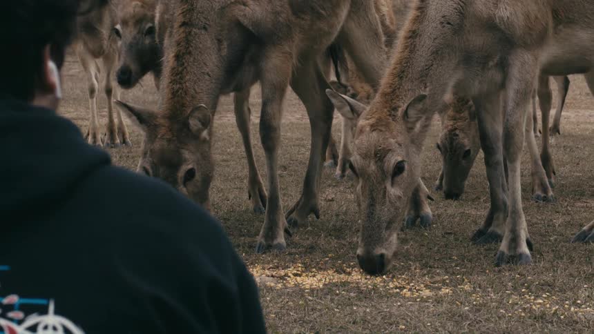 A group of deer grazes closely on the ground while a person observes them from behind
