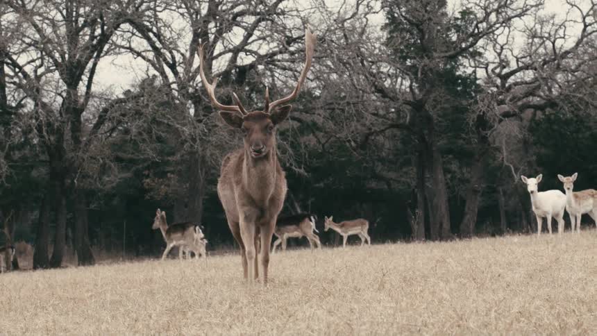 A male deer with antlers stands in a dry field with other deer nearby