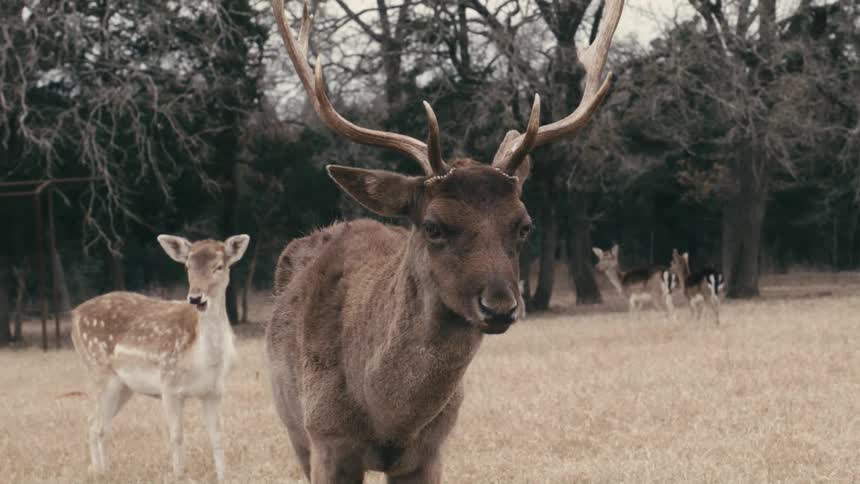 A male deer with big antlers stands in a grassy field surrounded by other deer