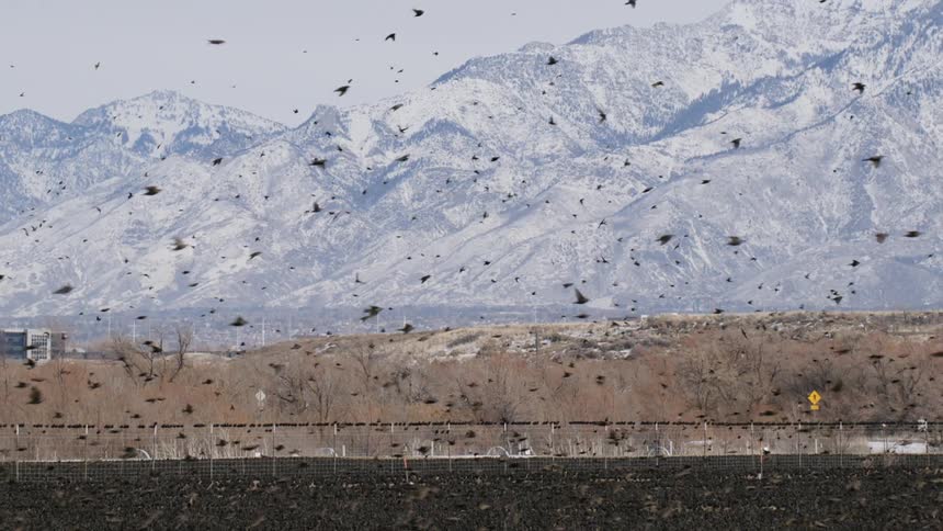 Cluster of birds flying in a mountainous environment