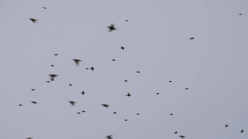 A flock of birds fly high in the cloudy sky