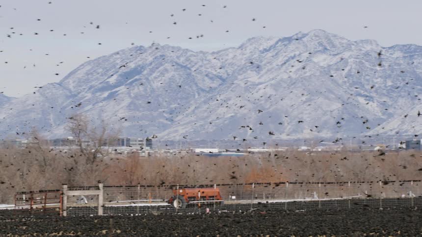 A flock of birds flies over a snowy rural landscape with mountains in the background