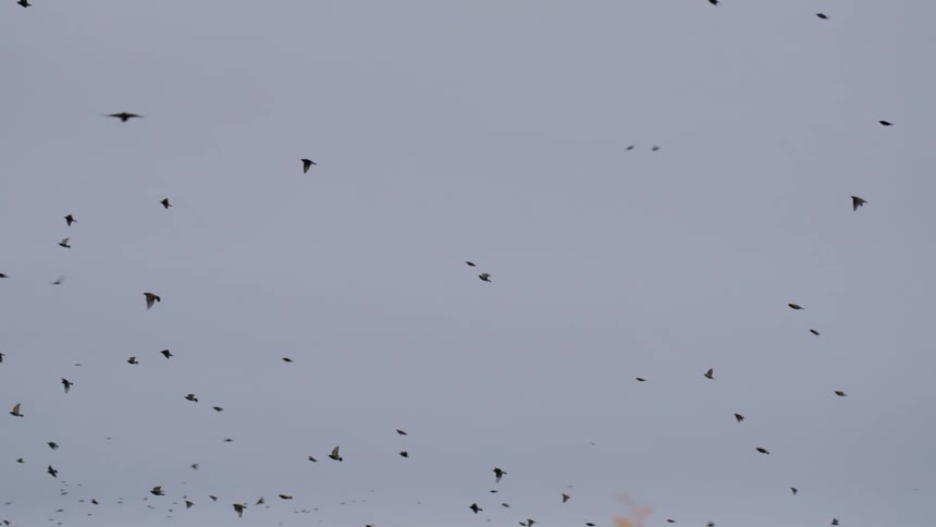 A flock of birds is flying around in a circular motion