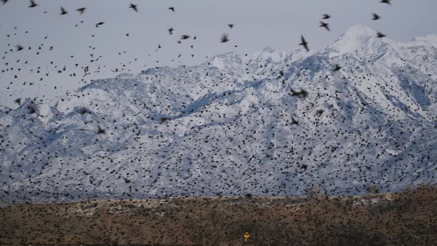 A large flock of birds fly by the snow covered mountain