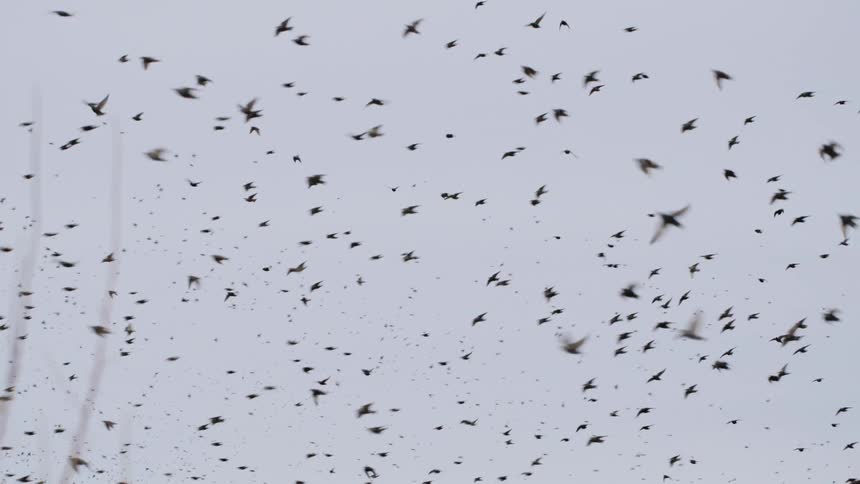 A large flock of dark birds fills the gray sky