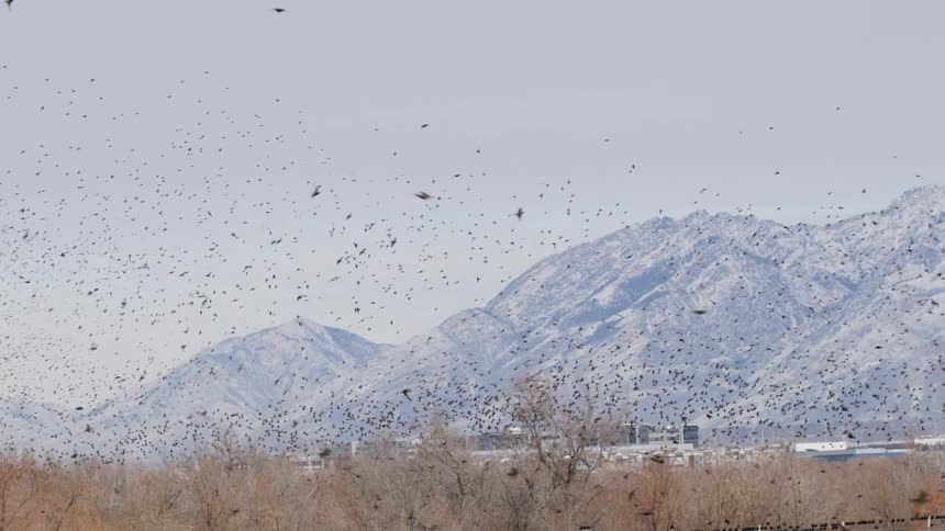 Horde of birds flying in a natural area with mountains in the background