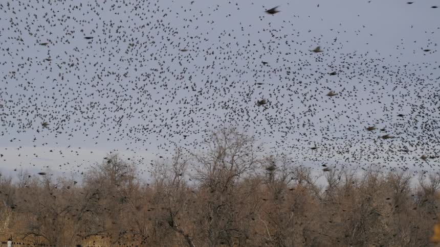 Massive flock of birds flying over a leafless forest under a pale sky