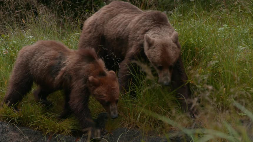 Two grizzly bears are hunting for food together in the forest